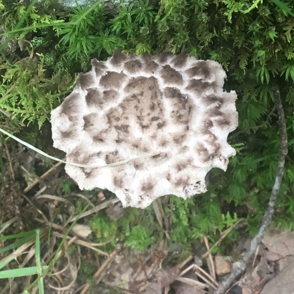 Meet your Posher, Leneatra - Picture 9 of 16